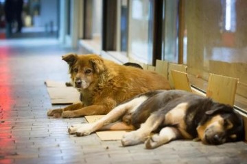 如何看待捕杀流浪猫的行为爱它就爱它一辈子